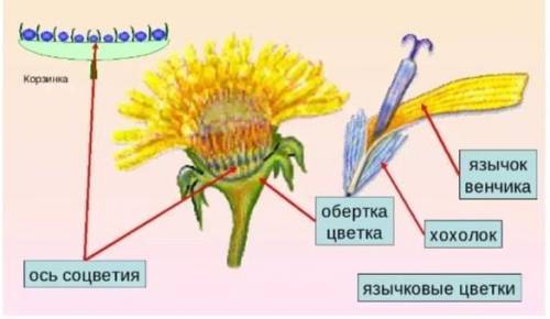 Строение цветка одуванчик​