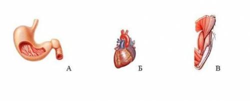 важно рассмотрите приведены рисунки и ответьте на вопросы. Найдите соответствие между органом и его
