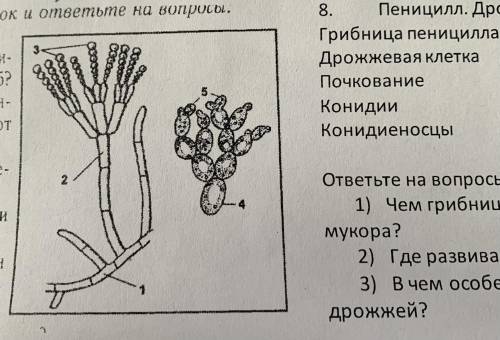 Пеницилл,дрожжи, подпишите номера на рисунке