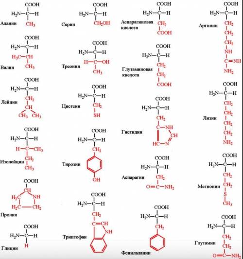 Решите уравнения) также нужно придумать 2 уравнения с любыми другими аминокислотами