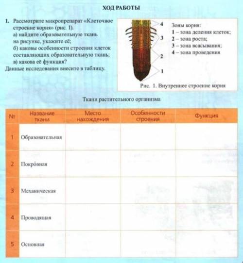 1. Рассмотрите микропрепарат «Клеточное строение корня» (рис. 1). а) найдите образовательную ткань н