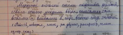 ХЕЛП! Морозной смолой пахли подошвы деревьев, стволы опасно уходили вверх, сплетались там ветвями и