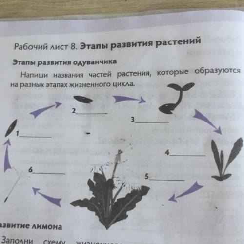 Рабочий лист 8. Этапы развития растений Этапы развития одуванчика Напиши названия частей растения, к