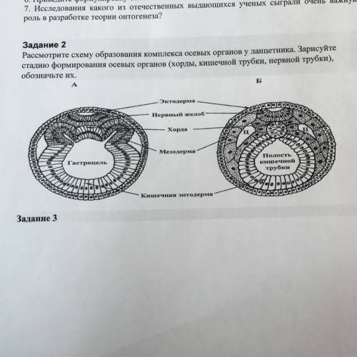 Задание 2 Рассмотрите схему образования комплекса осевых органов у ланцетника. Зарисуйте стадию форм