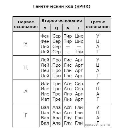 Фрагмент гена имеет следующую последовательность нуклеотидов (верхняя цепь – смысловая, нижняя – тра