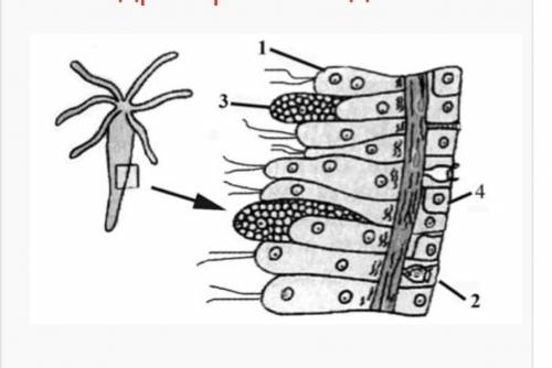 Какой цифрой на рисунке обозначены жалко клетку гидры пресноводной?