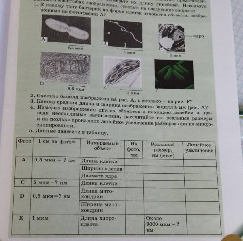 2. Сколько бацилл изображено на рис. А, а сколько - на рис. F? 3. Какова средняя длина и ширина изоб