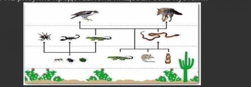 2. На рисунке представлена пищевая сеть пустыни (a) Составьте схемы двух пищевых цепей 1). 2) _[1] [