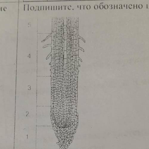 Подпишите, что обозначено цифрами 1-5 на рисунке.