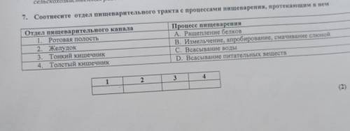 Соотнесите отдел пищеварительного тракта с процессами пищеварения, протекающим в нем