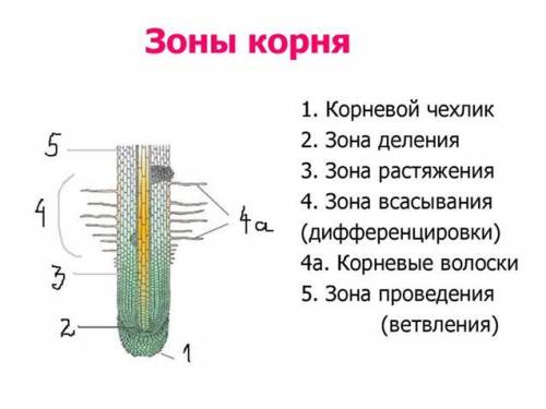 1. Напишите названия зон корня, указанных на рисунке цифрами 1–4. ( ) 1. 2. 3. 4. 2. Каково значение