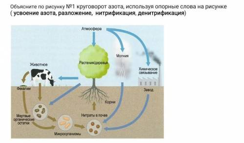 Объясните по рисунку №1 круговорот азота, используя опорные слова на рисунке ( усвоение азота, разло