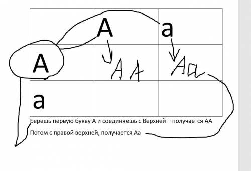 ОПРЕДЕЛИТЕ СООТНОШЕНИЕ ГЕНОТИПОВ ПРИ СКРЕЩИВАНИИ.Аа × АаС ОБЪЯСНЕНИЕМ