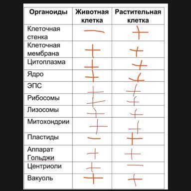 Пользуясь графическими изображеннями, определите, органоиды характерны для данных клеток. Для этого