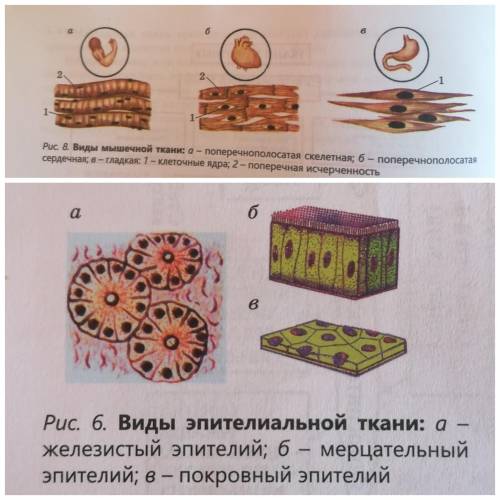 4. Сравните микропрепараты с рисунками в учебнике (см. рис. 6-8).