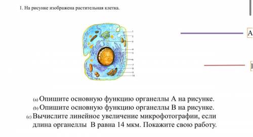 На рисунке изображена растительная клетка. В А (a) Опишите основную функцию органеллы А на рисунке.