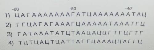 Вам даны последовательности четырёх промоторных локусов определённой бактерии. Напишите предпологаем