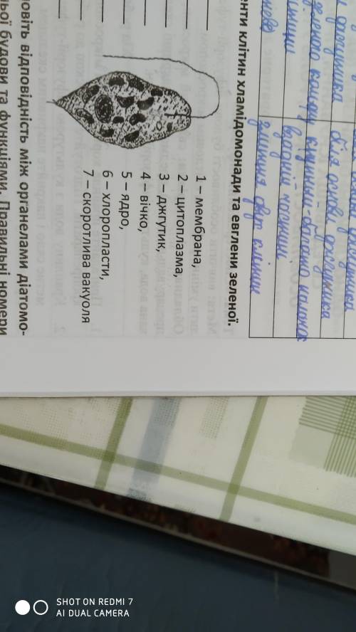 ПОЗНАЧТЕ ОСНОВНІ КОМПОНЕНТИ КЛІТИН ХЛАМІДОМОНАДИ ТА ЕВГЛЕНИ ЗЕЛЕНОЇ.Номер 2.