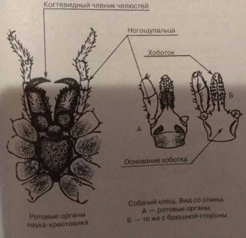 Чем отличаются ротовые органы собачьего клеща от ротовых органов паука-крестовика? Как это связано с