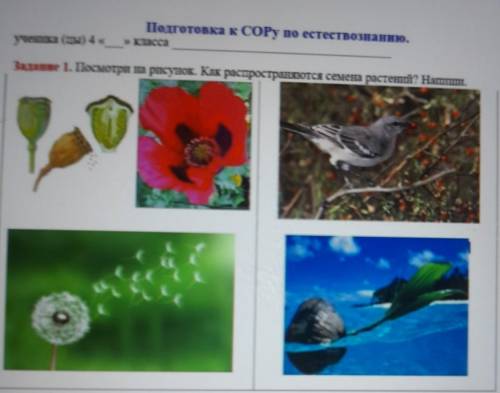Подготовка к СОРТ по естествознанию. ученика (ы) 4 класса Задание 1. Посмотри на рисувах. Как распро