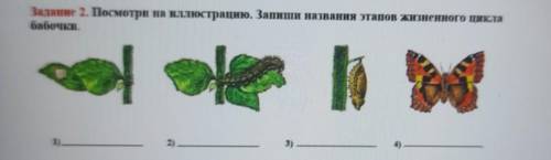 Задание 2. Посмотри на иллюстрацию. Запиши названия этапов жизненного цикла бабочки. а)