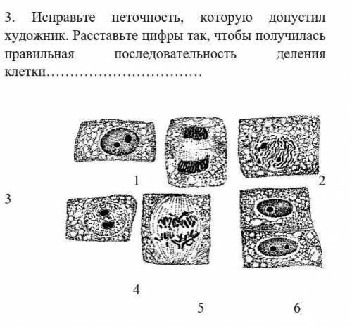 решить номер 3. Расставить правильную последовательность деьения клетки