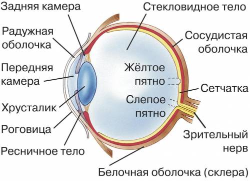 Вопросы: 1. Какого строение глаза? 2. Одинаково ли развиты органы зрения у всех животных? 3. Одинако