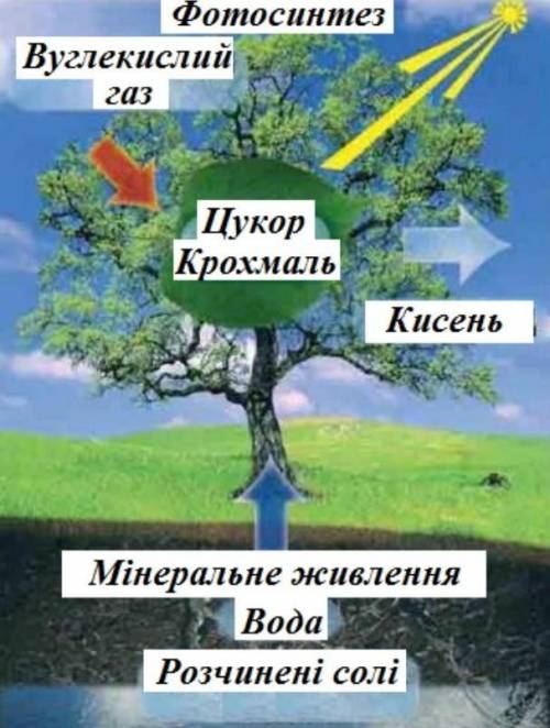 Скласти доповідь на тему живлення рослин