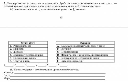 Пищеваре́ние — механическая и химическая обработка пищи в желудочно-кишечном тракте — сложный процес