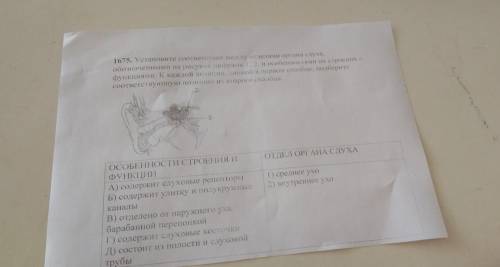 1675. Установите соответствие между отделами органа слуха, обозначенными на рисунке цифрами 1, 2, и