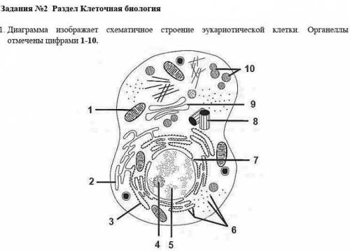 1.Укажите цифру органеллы, синтезирующую АТФ 2.Укажите цифры органелл в которых происходит трансляци