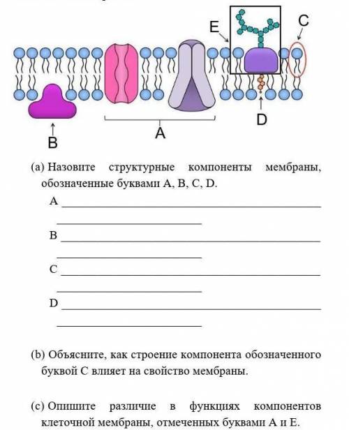 B) Объясните как строение компонента обозначенного буквой с влияет на свойство мембраны с) Опишите р