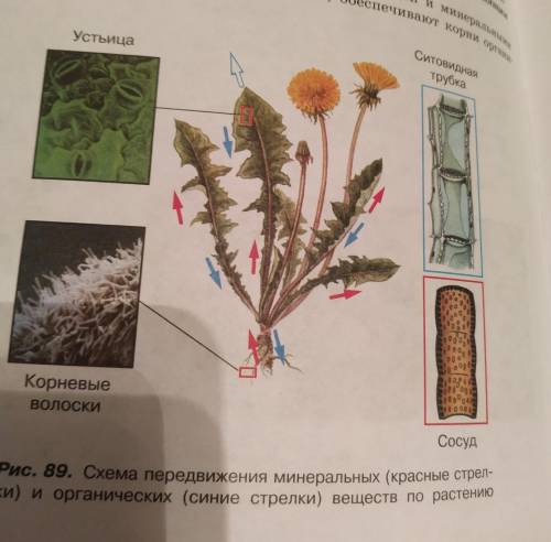 Используя рисунок 89, составьте рассказ о передвижении веществ у растений