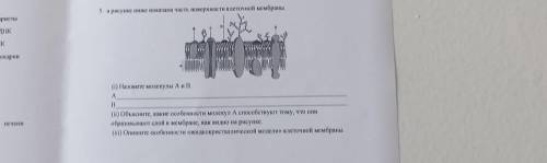 На рисунке показана часть поверхности клеточной мембраны