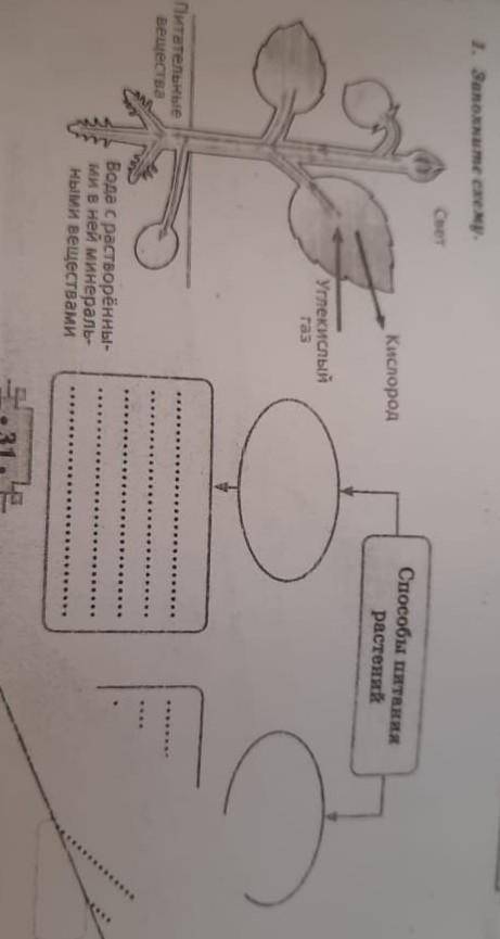 Заполните схему питательных растений соч