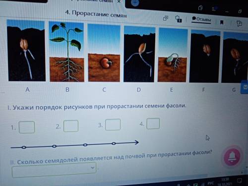 Даны в случайном порядке рисунки прорастания фасоли и зерна ячменя.1.Укажи порядок рисунков при прор