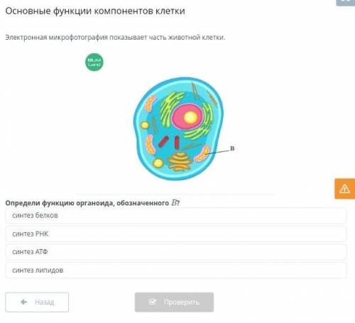 Определи функцию органоида, обозначенного B?