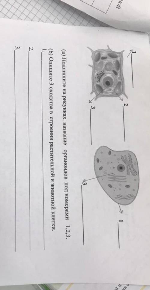 (а)подпишите на рисунках название органоидов под номерами 1,2,3.(b)опишите 3 сходства в строении рас