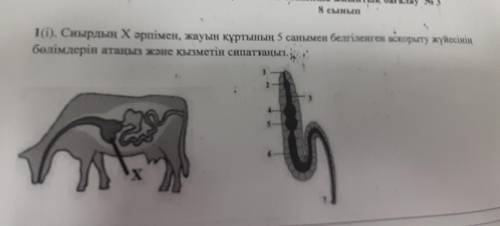 сиырдын х арипимен жауын куррттын 5 санымен белгиленген аскорту жуйесинин болимдерин атаныз жане кыз