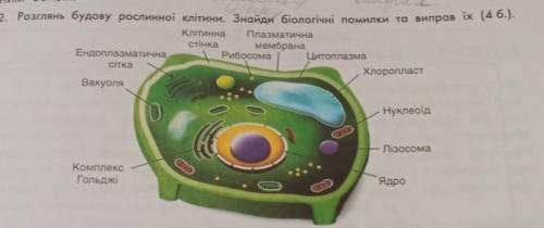 2. Розглянь будову рослинної клітини. Знайди біологічні поилки та виправ.