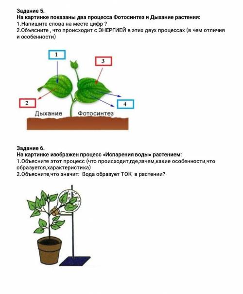 6 класс, умоляю ответьте на 2 вопроса