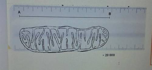 Вычислите фактическую длину митохондрии используя данные на рисунке. длина отрезка AB= 120мм
