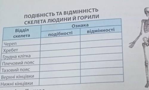 ПОДІБНІСТЬ ТА ВІДМІННІСТЬ СКЕЛЕТА ЛЮДИНИ Й ГОРИЛИ Відділ Ознака скелета подібності відмінності Череп