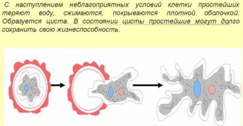 Пережить неблагоприятные условия обитания бактерий