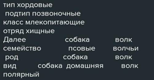 C) Определите системтическое положение собаки домашней: )