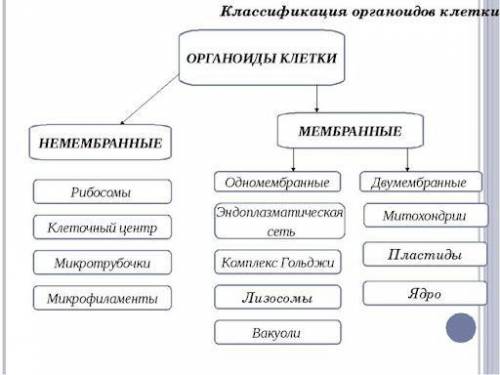 Какие существуют немембранные органоиды и чем они отличаются от мембранных органоедов??