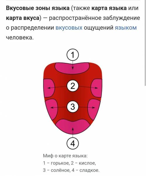 ответьте на эти вопросы: 1) где находятся сосочки?2)Горький вкусовой рецептеры?3)как мы видим?4)Что