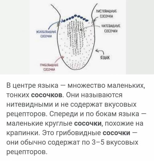 ответьте на эти вопросы: 1) где находятся сосочки?2)Горький вкусовой рецептеры?3)как мы видим?4)Что