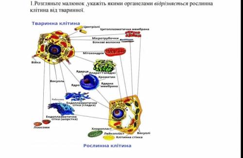 Рассмотрите рисунок, укажите какими органеллами отличается растительнаяклетка от животной.