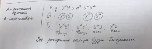 У зелюков гетерогаметный пол - женский, а гомогаметный пол - мужской. У аллелей гена хрюкотания, сце